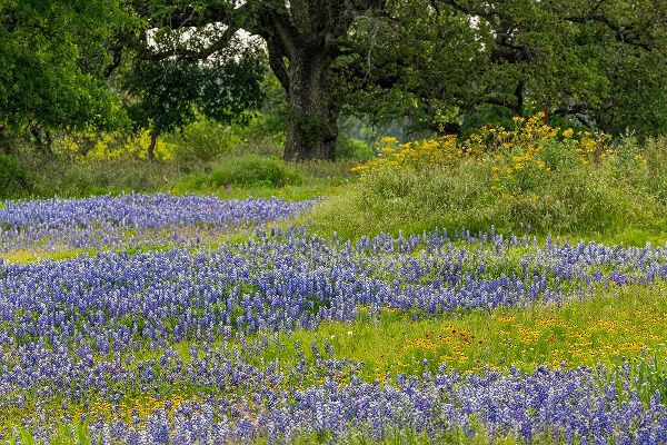 Jones, Adam 아티스트의 Texas bluebonnets-blanket flower and live oak in meadow-Texas Hill Country-near Marble Falls-Texas작품입니다.